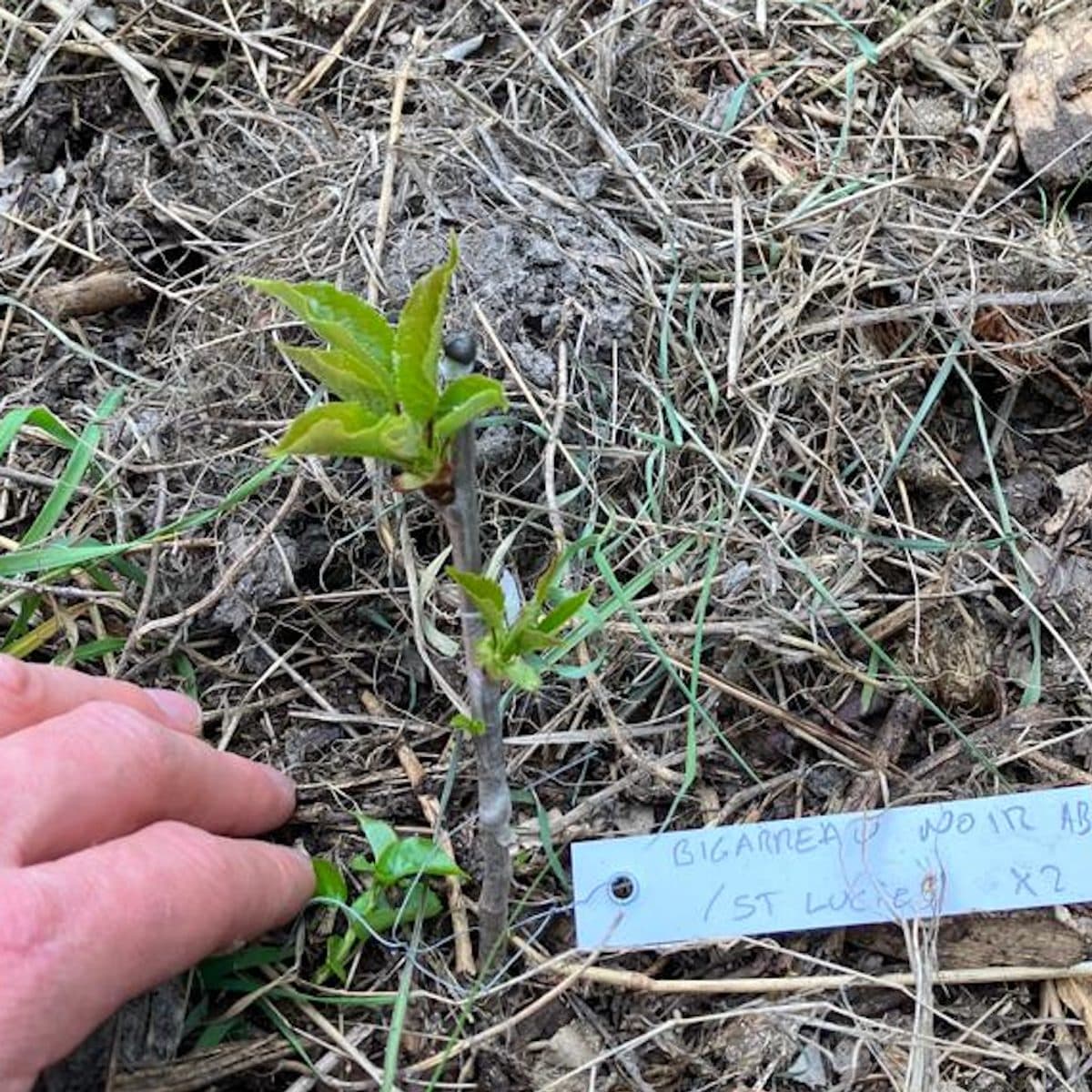 Étiquette manuscrite sur un jeune plant de la pépinière