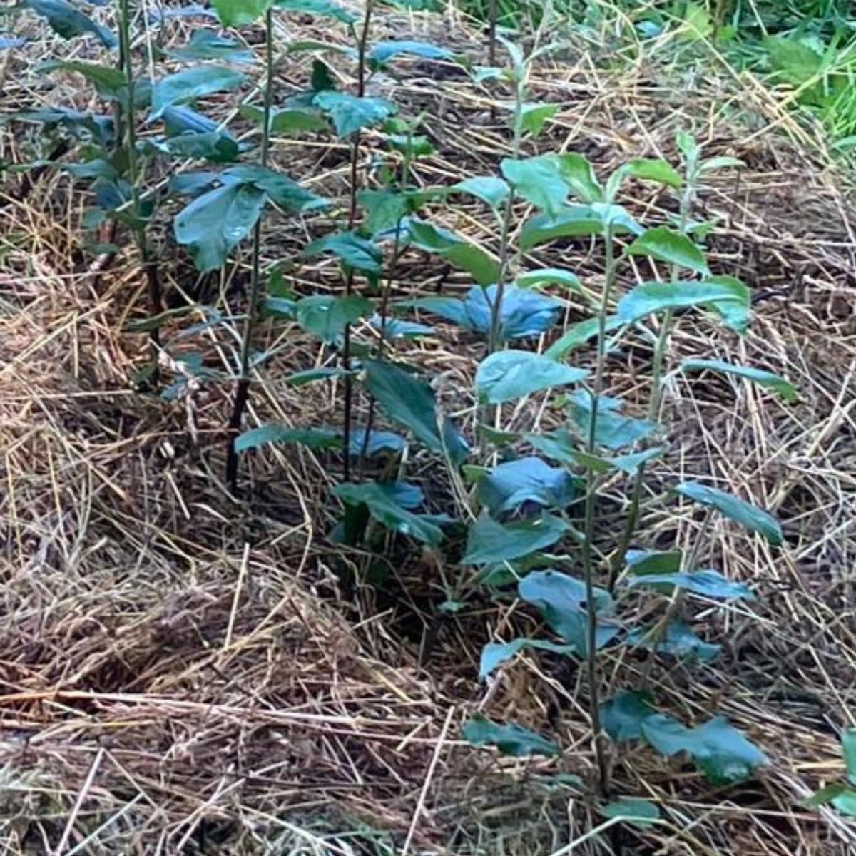 Jeunes plants greffés sous paillage